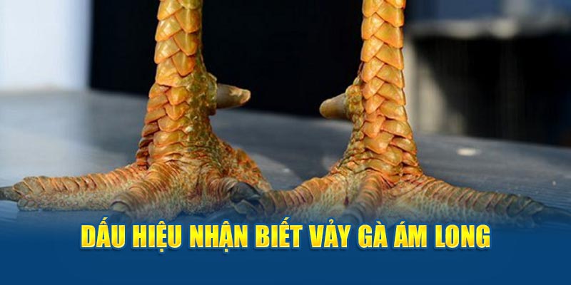 Dấu hiệu của vảy gà ám long